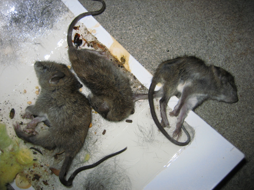 Three Dead Mice Caught in Glue Trap