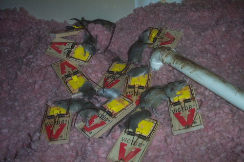 Mice in Snap Traps