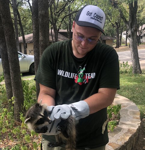 Wildlife X Team Fort Worth Raccoon Removal