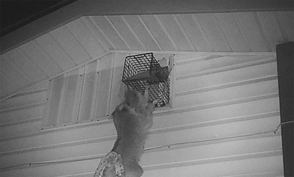 raccoon